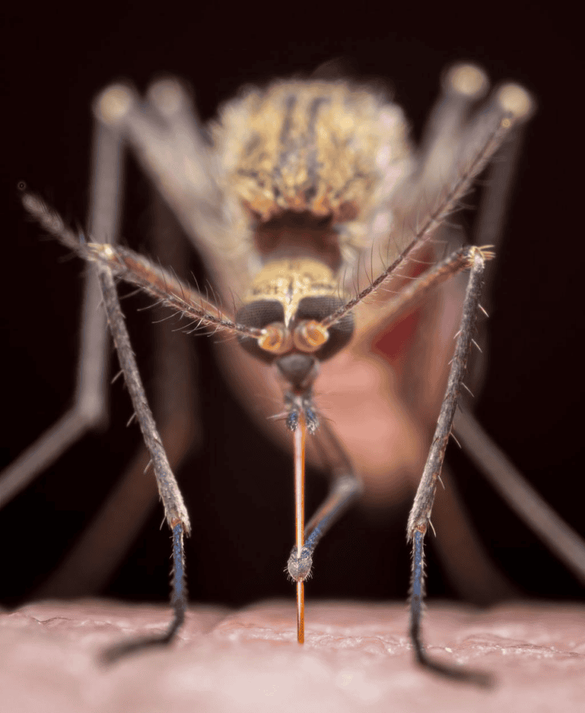 Close up view of a mosquito.