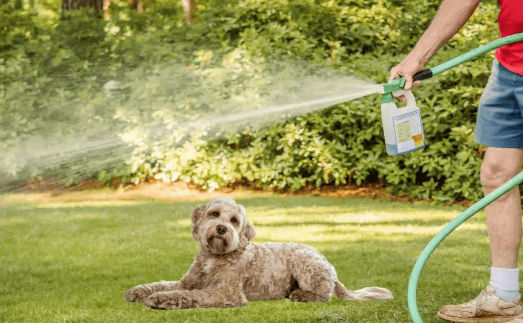 Applying BUG OFF ME as a natural protection from insects to the lawn. Another application to protect your pets from bugs and harmful pesticides.