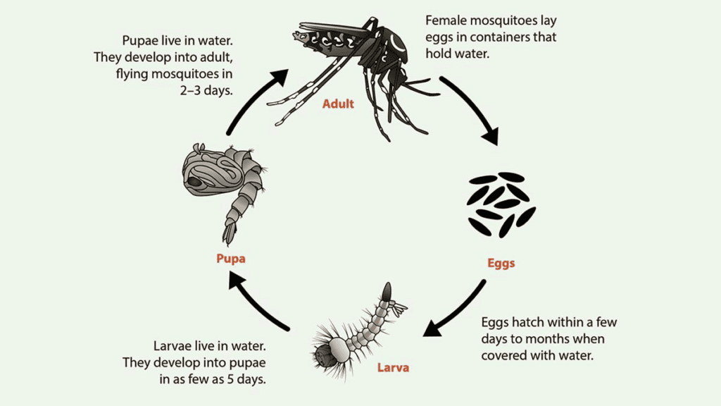 an image depicting the life cycle of a mosquito