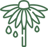 Echinacea Extract