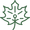 Goldenseal Extract