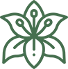 Lily Extract